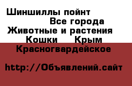 Шиншиллы пойнт ns1133,ny1133. - Все города Животные и растения » Кошки   . Крым,Красногвардейское